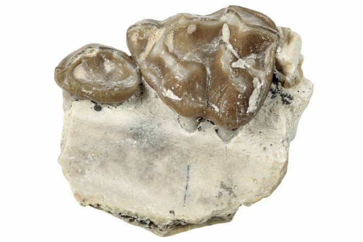 Fossil Horse (Mesohippus) Jaw Section - South Dakota #289555